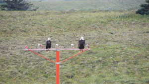 pair of Bald Eagles sitting on part of a runway lighting system in Cold Bay, Alaska